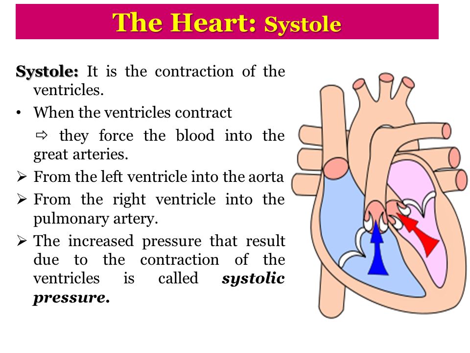 The Heart: Systole Systole: It is the contraction of the ventricles.