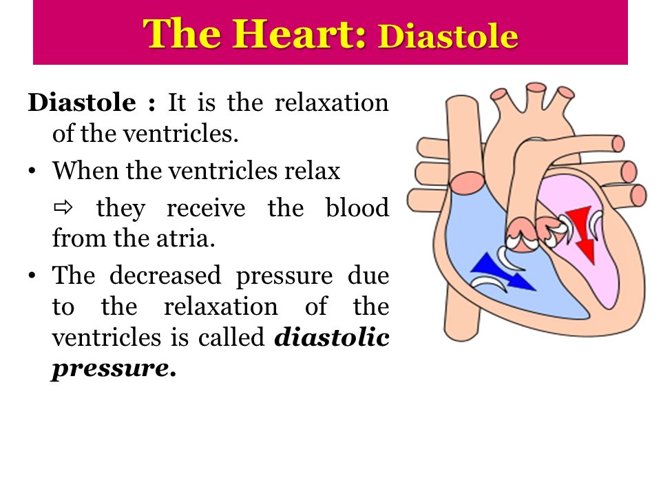 The Heart: Diastole Diastole : It is the relaxation of the ventricles.