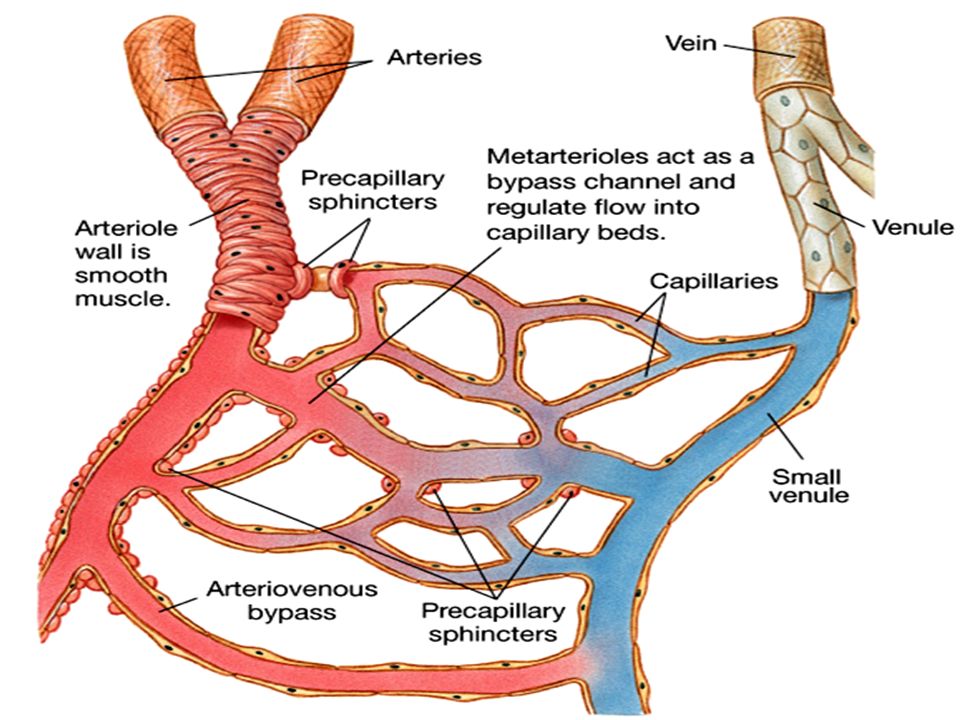 Figure 15-3: Metarterioles