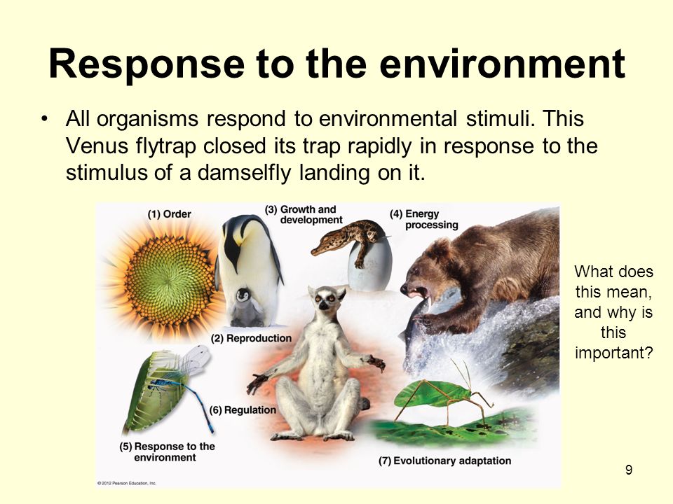 BIOLOGY The study of living organisms and their interactions with the  environment. Animals Plants Microbes Fungi Ecology. - ppt download