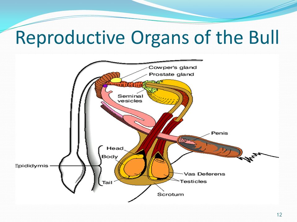 Reproductive Organs of the Bull.
