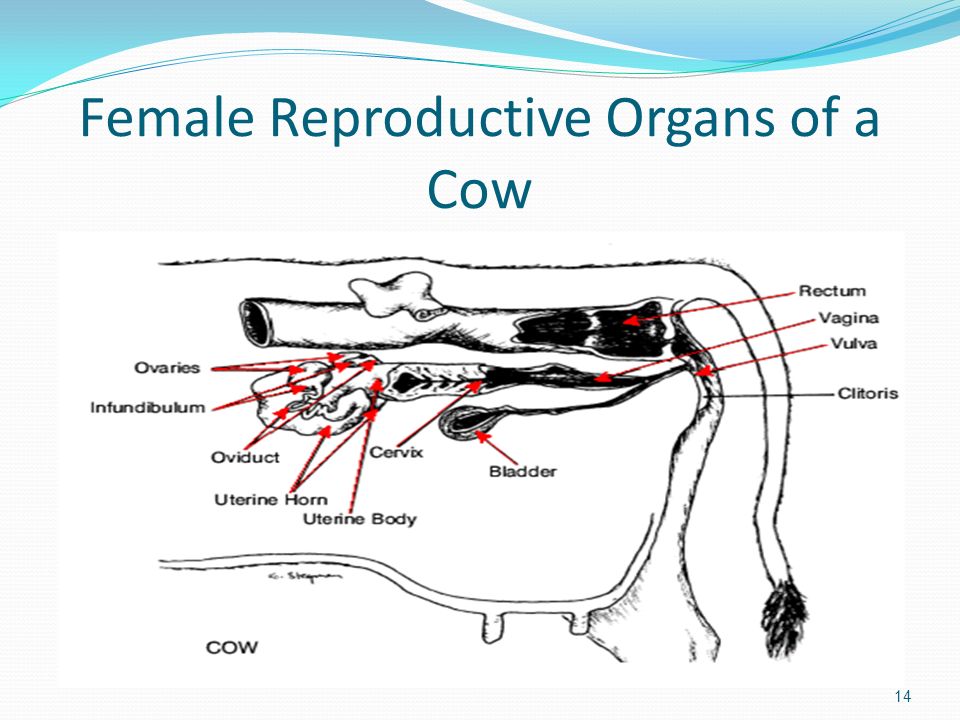 Female Reproductive Organs of a Cow.