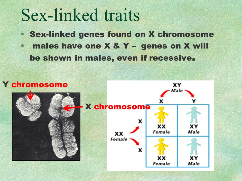 Sex-linked traits Sex-linked genes found on X chromosome.