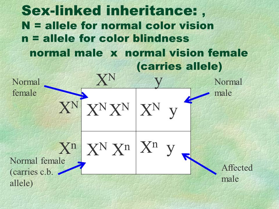 Presentation on theme: "Sex-linked traits Sex-linked genes found on X ...