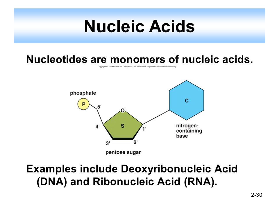 What are nucleic acids? | Yahoo Answers
