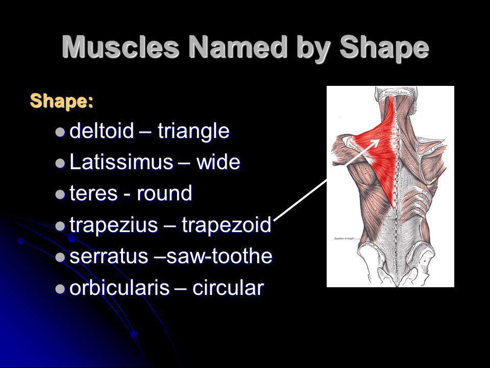 Characteristics Used To Name Skeletal Muscles Ppt Video Online Download