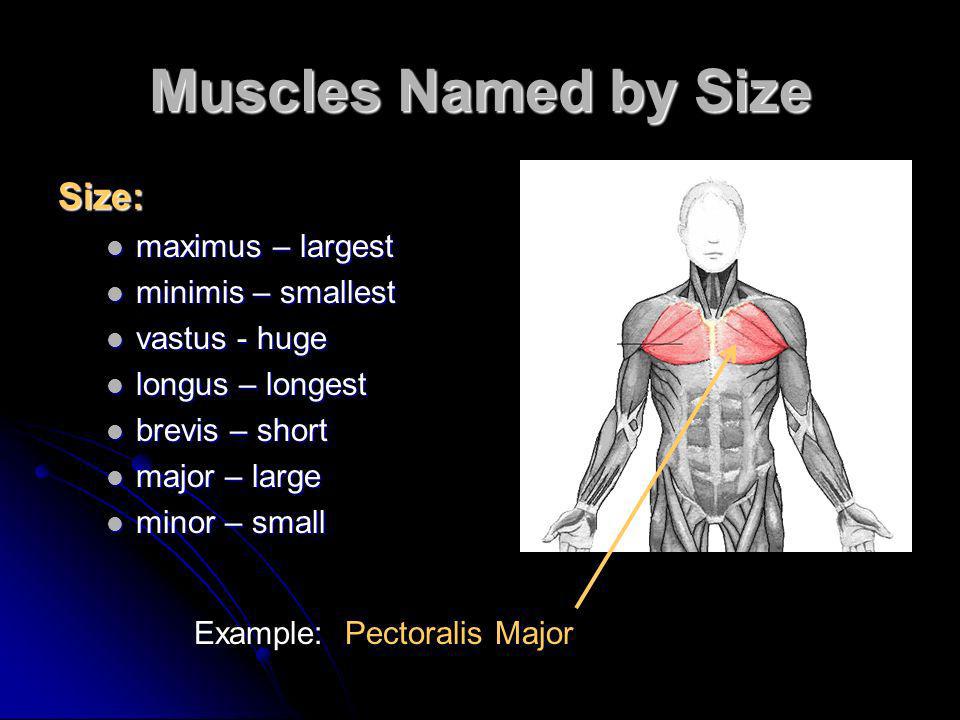 Characteristics Used To Name Skeletal Muscles Ppt Video Online Download