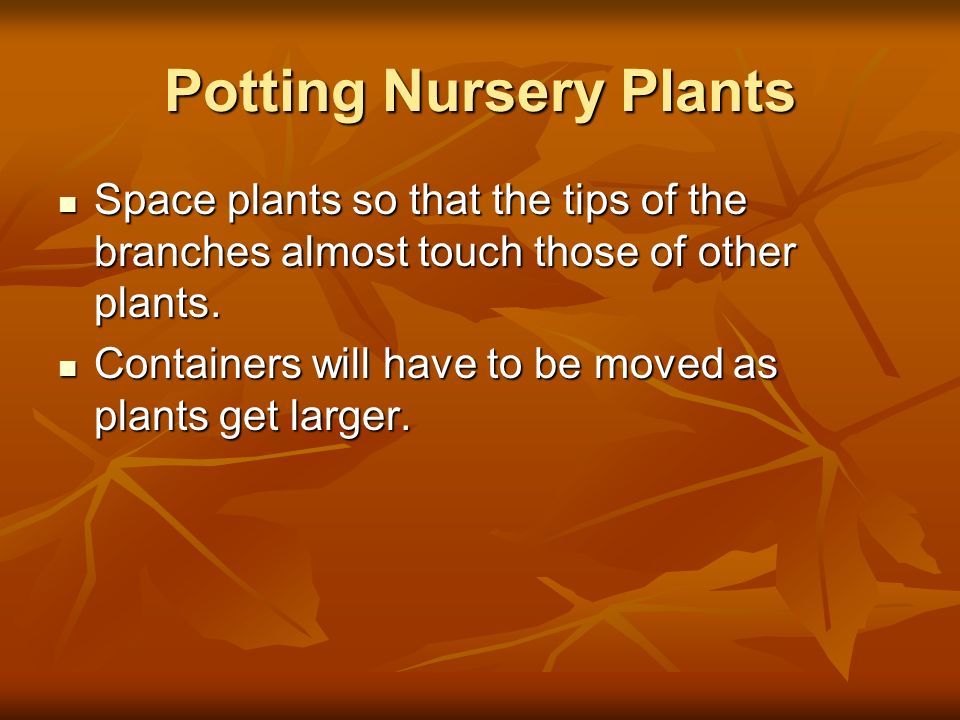 Potting Nursery Plants