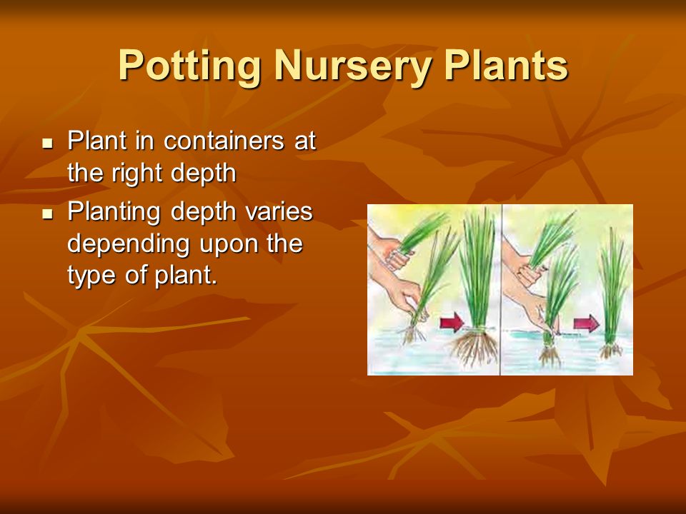 Potting Nursery Plants