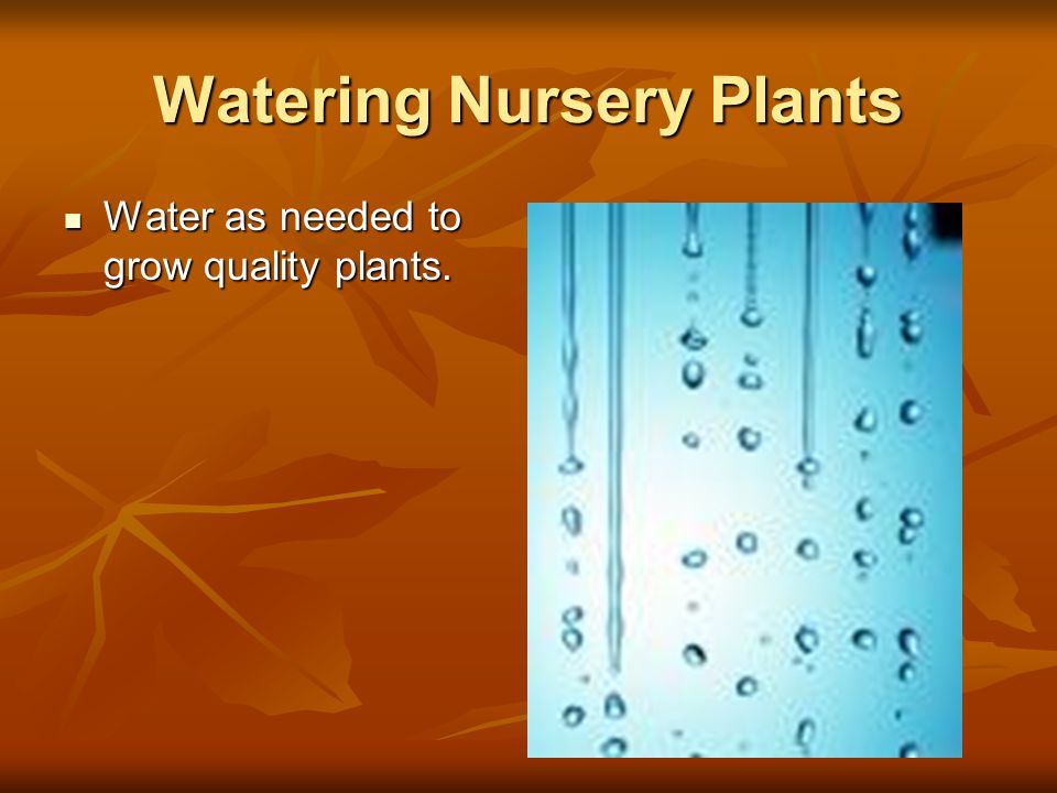 Watering Nursery Plants