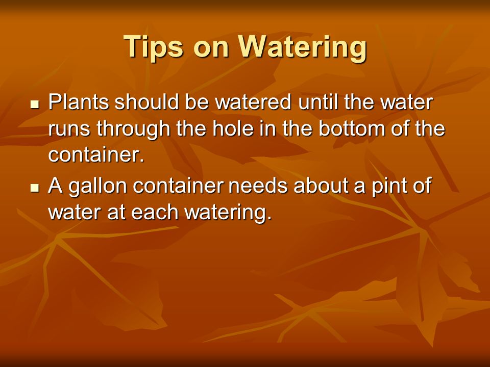 Tips on Watering Plants should be watered until the water runs through the hole in the bottom of the container.