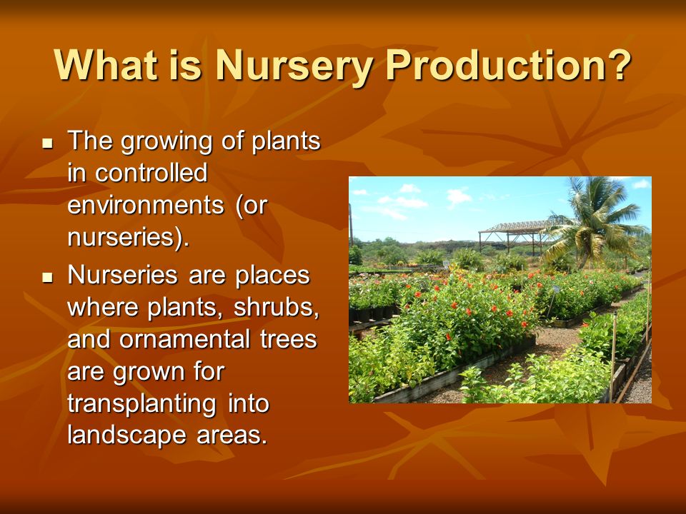 What is Nursery Production