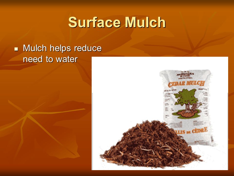 Surface Mulch Mulch helps reduce need to water