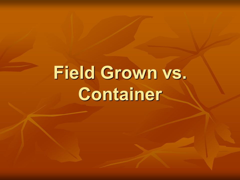 Field Grown vs. Container