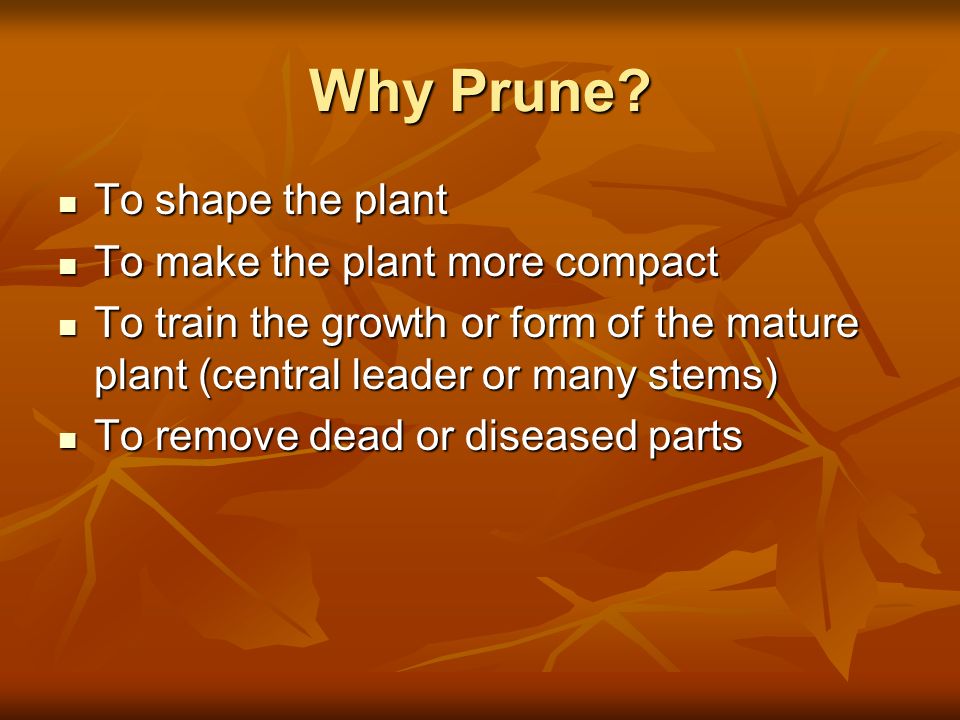 Why Prune To shape the plant To make the plant more compact