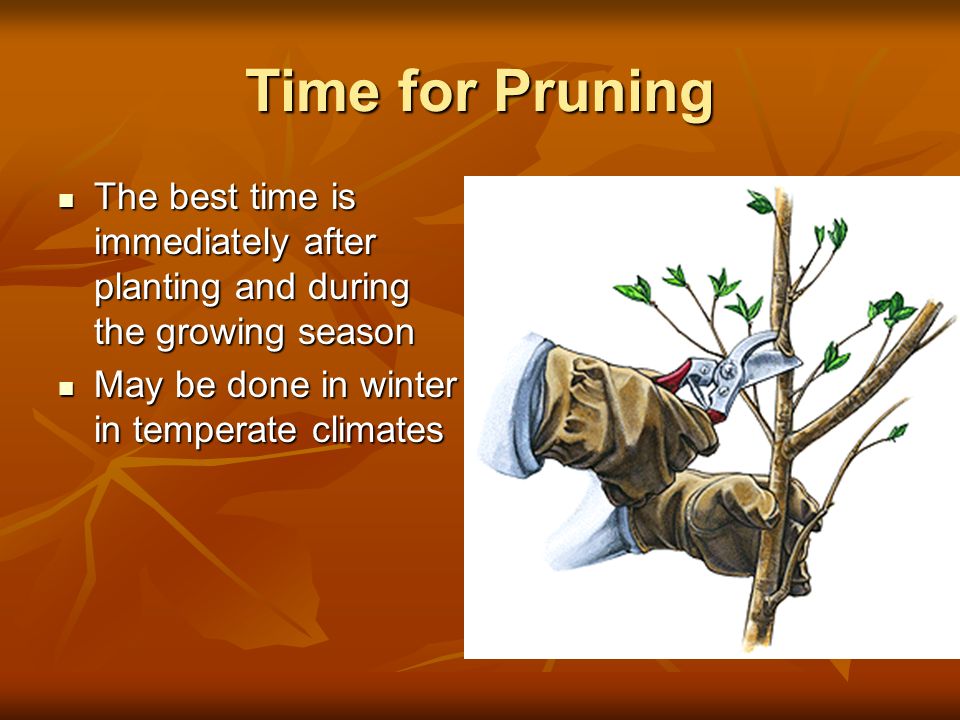 Time for Pruning The best time is immediately after planting and during the growing season.