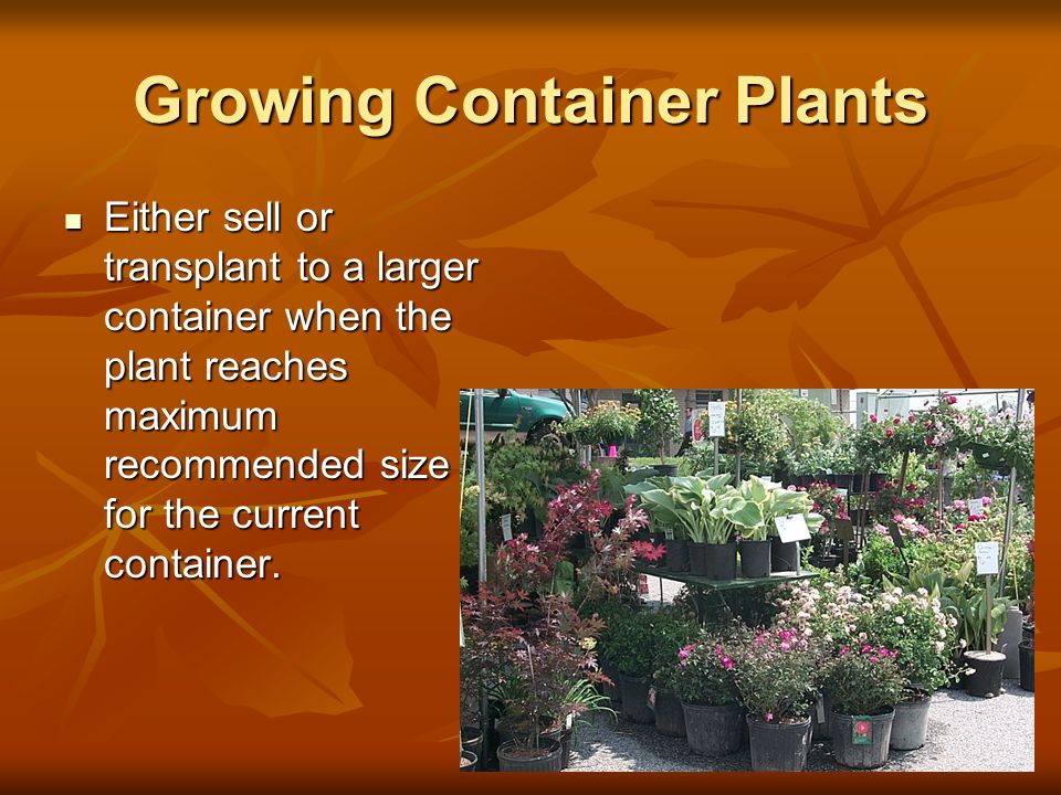 Growing Container Plants