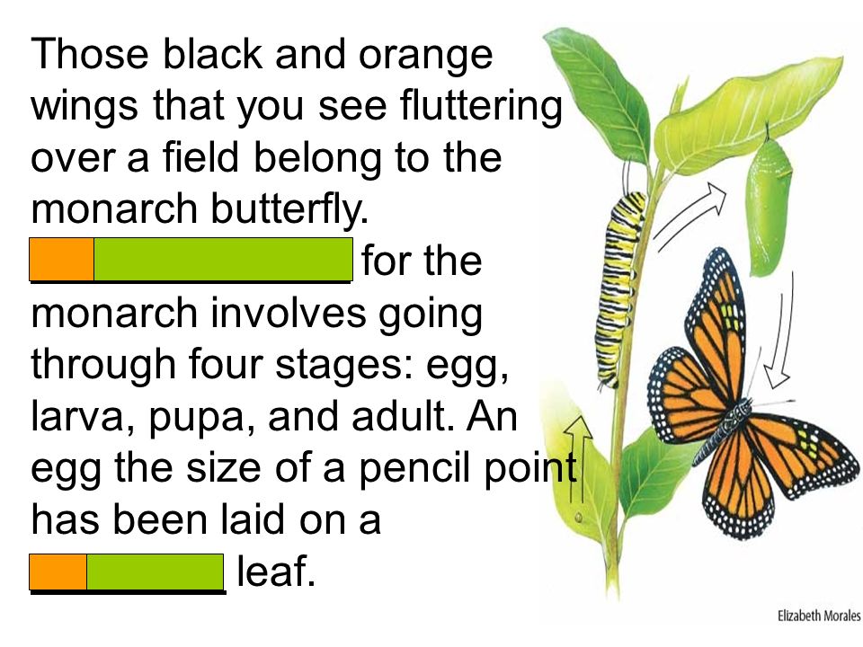 Those black and orange wings that you see fluttering over a field belong to the monarch butterfly.