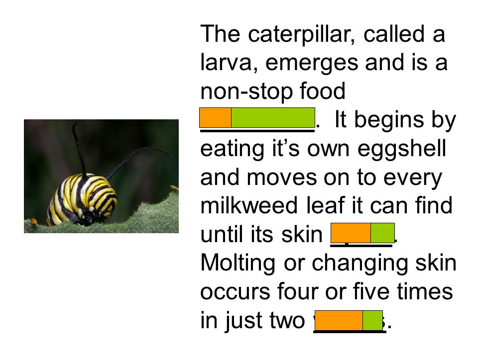 The caterpillar, called a larva, emerges and is a non-stop food consumer.