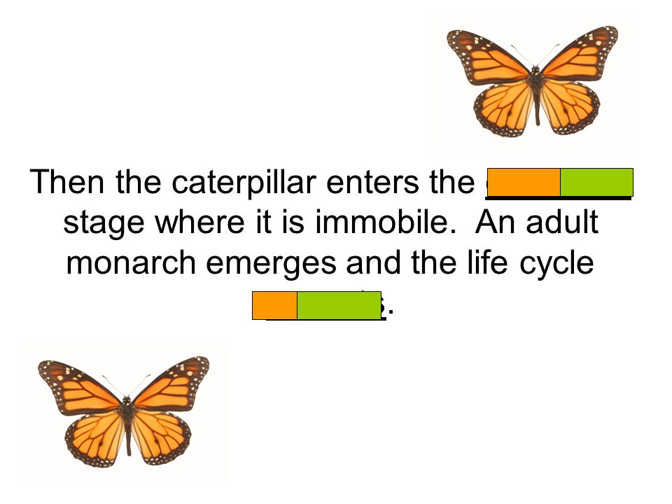 Then the caterpillar enters the chrysalis stage where it is immobile