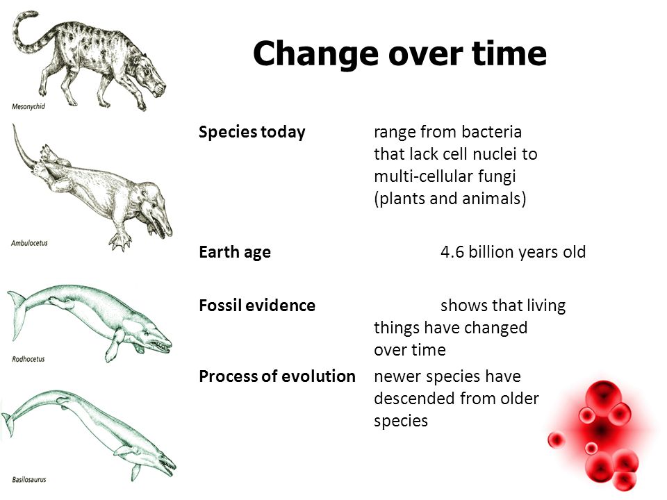 The Evolution of Living Things - ppt video online download