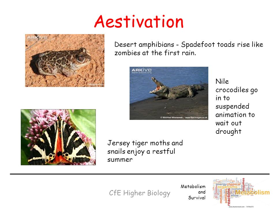 Key Area 5 : Metabolism in Adverse Conditions - ppt video online download
