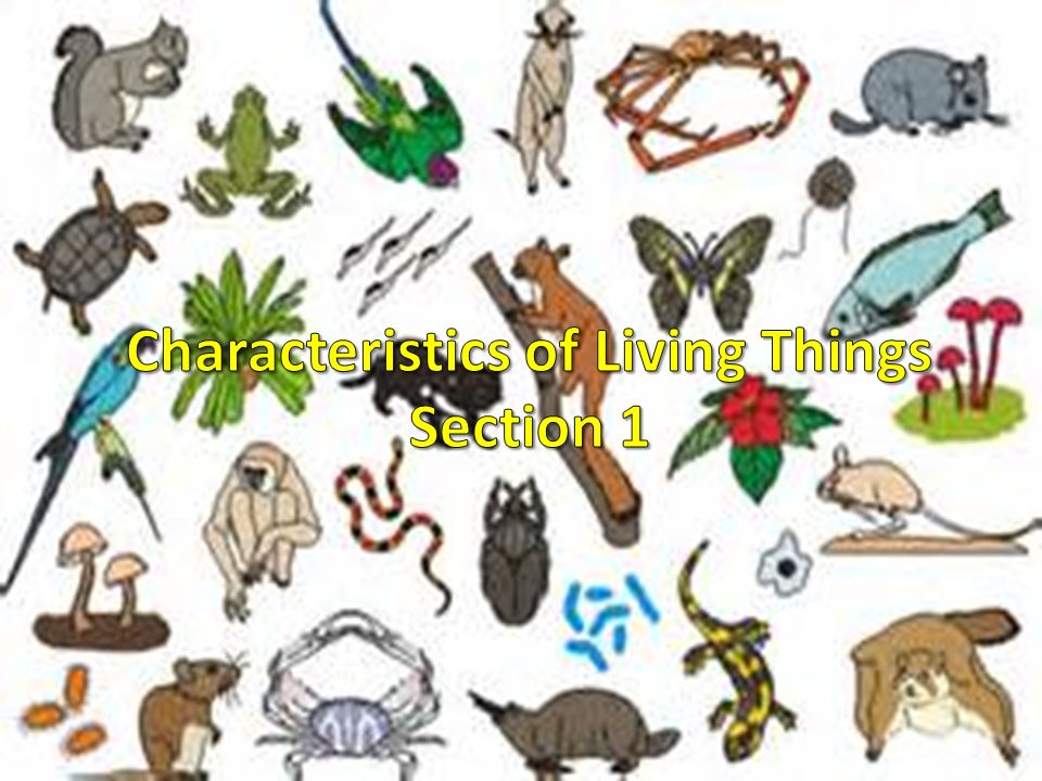 Image result for living things