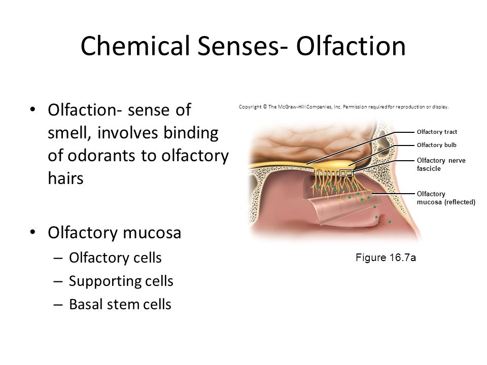 Retronasl Olfaction. Olfactory tract. Organ of Olfaction. 16 ощущается