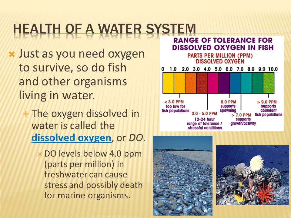 Health of a water system