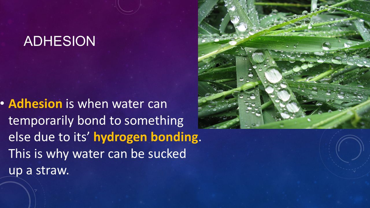 adhesion Adhesion is when water can temporarily bond to something else due to its’ hydrogen bonding.