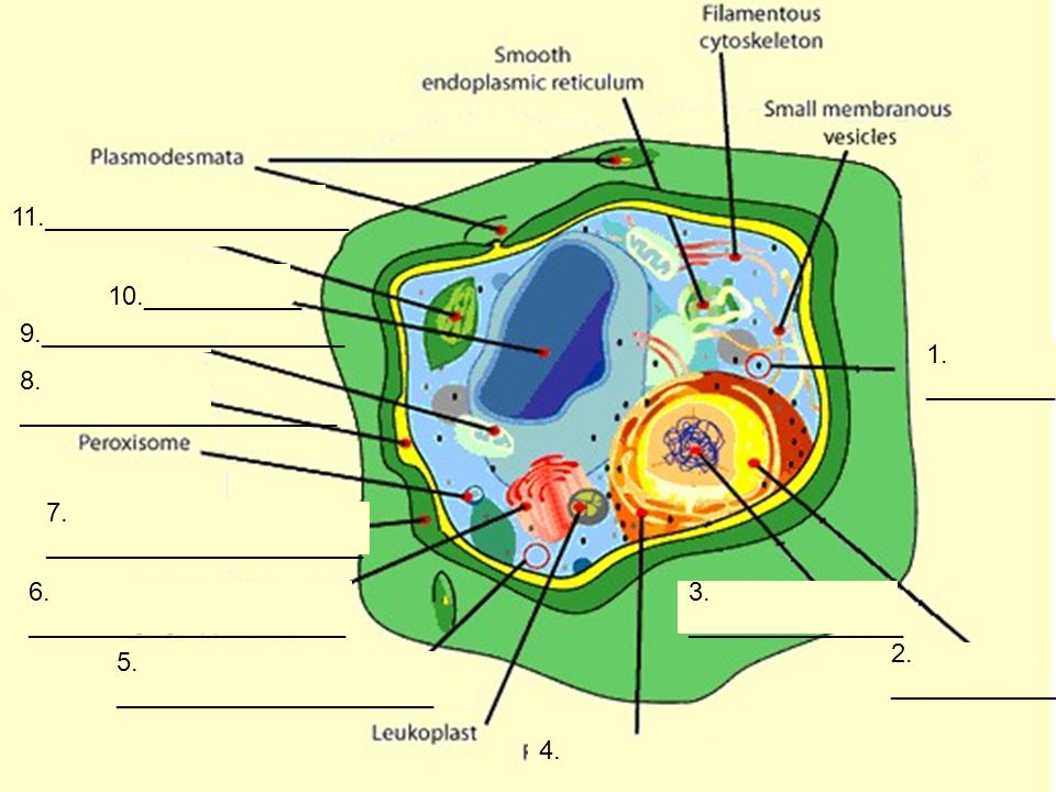 Плотное образование внутри клетки. Плазма клеток растений. Chromoplast structure. What does endoplasmic reticulum do in Plant Cell.