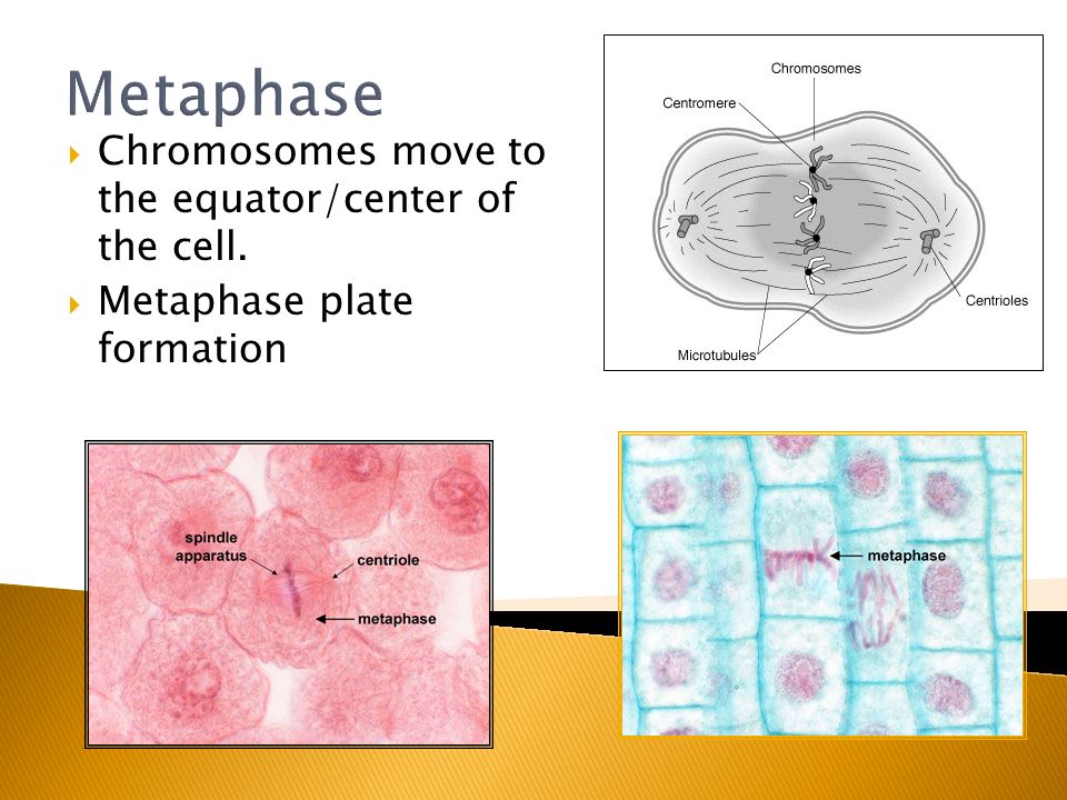 Metaphase Chromosomes move to the equator/center of the cell.