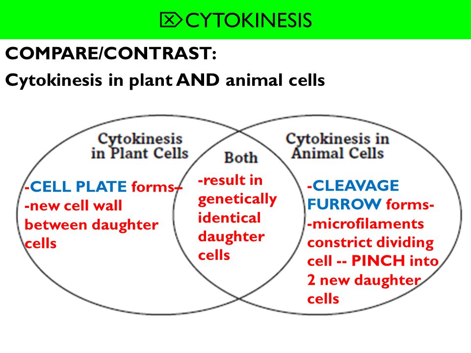  MITOSIS and CYTOKINESIS - ppt video online download