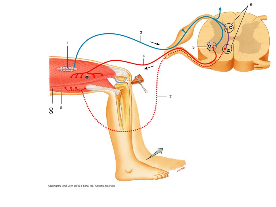 Би рефлекторные. Рефлекторная дуга коленного рефлекса. Рефлекс рефлекс доғасы. Коленный рефлекс l2 - l4. Рефлексы анатомия человека.