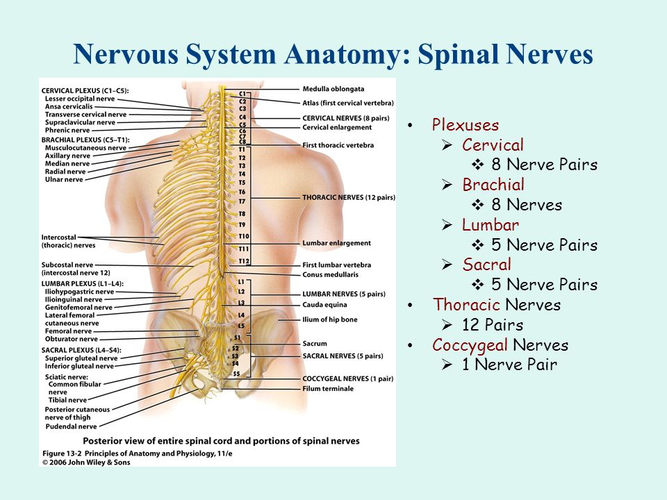 Nervous first. Нерв th1. Спинномозговые нервы. Сплетения / Spinal nerves. Plexuses. Nervous System Anatomy. System "Spinal" ha120ro11.