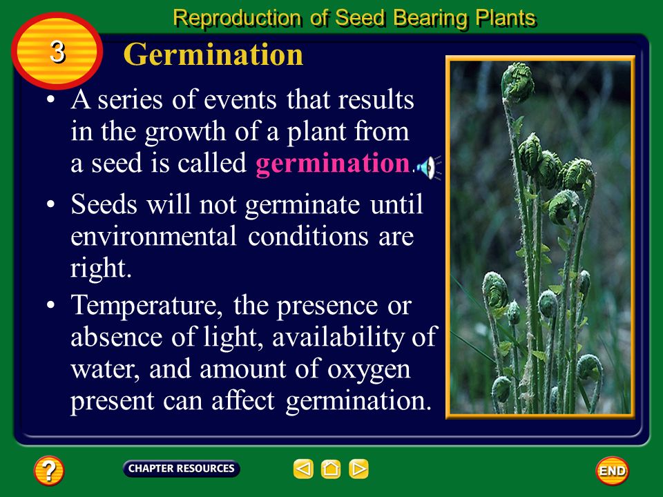 The Importance Of Pollen And Seeds Ppt Video Online Download The Importance Of Pollen And Seeds Ppt Video Online Download