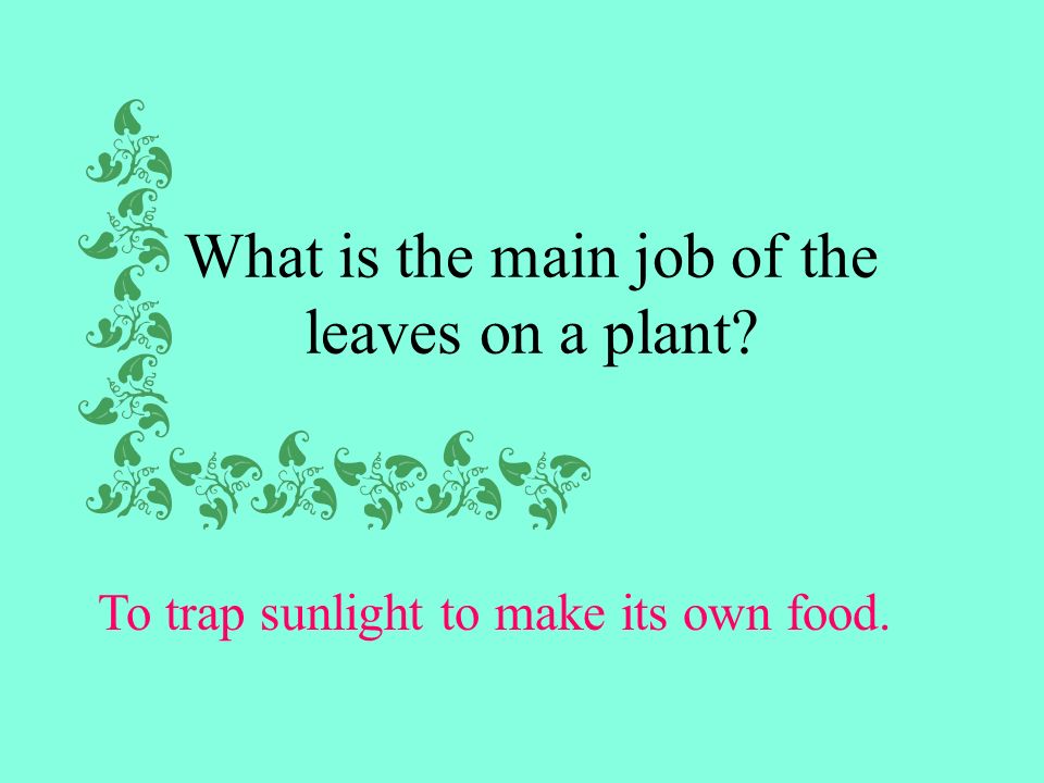 What is the main job of the leaves on a plant