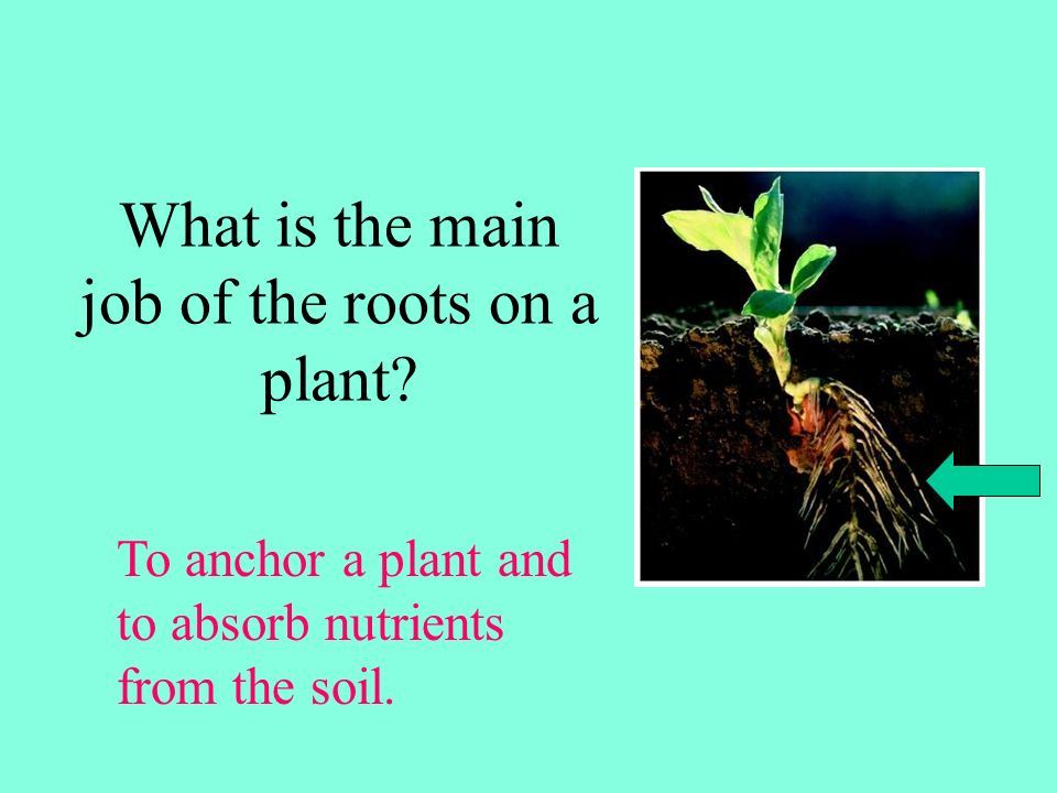 What is the main job of the roots on a plant