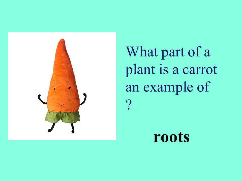 What part of a plant is a carrot an example of