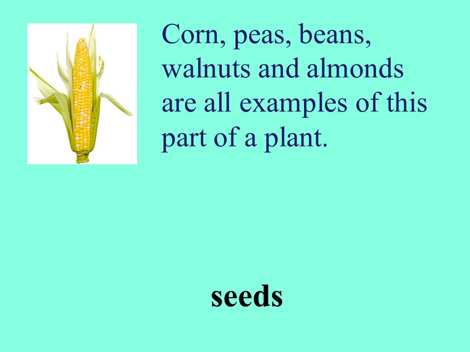 Corn, peas, beans, walnuts and almonds are all examples of this part of a plant.
