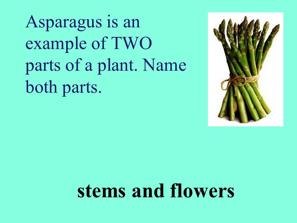 Asparagus is an example of TWO parts of a plant. Name both parts.
