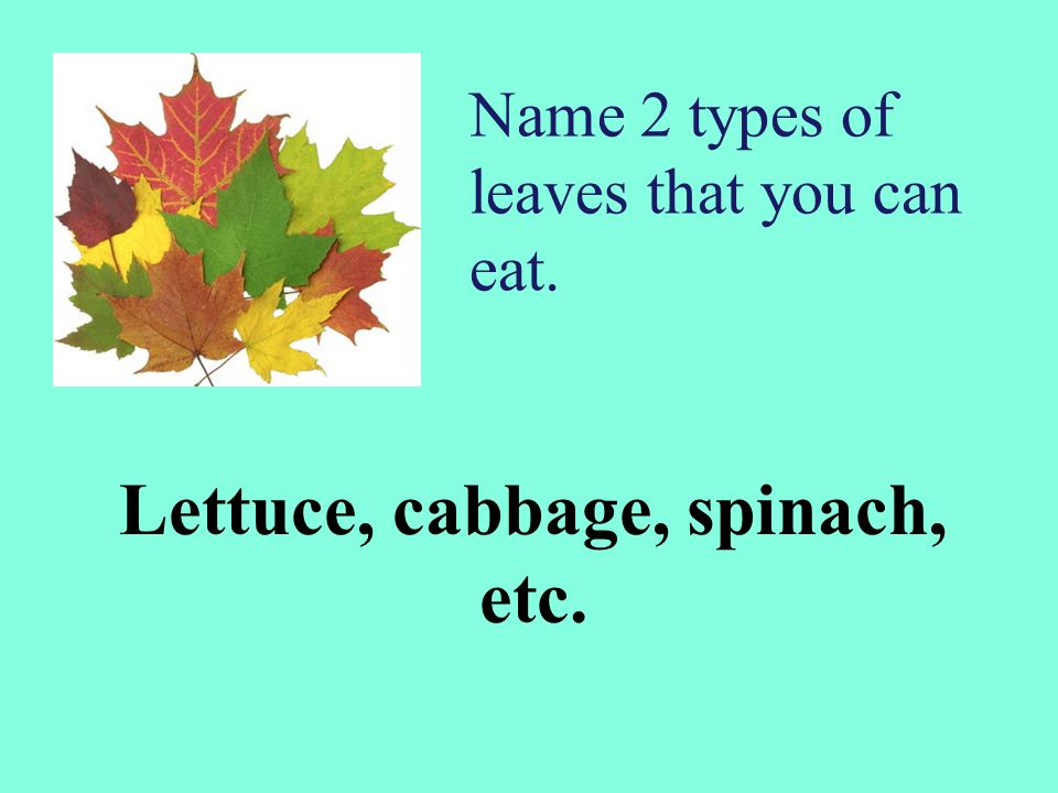 Name 2 types of leaves that you can eat.