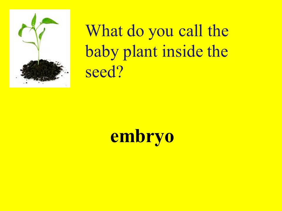 What do you call the baby plant inside the seed