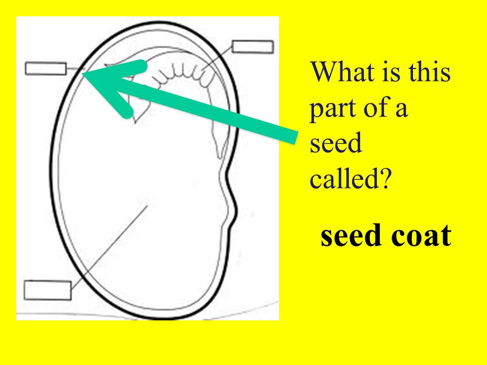 What is this part of a seed called
