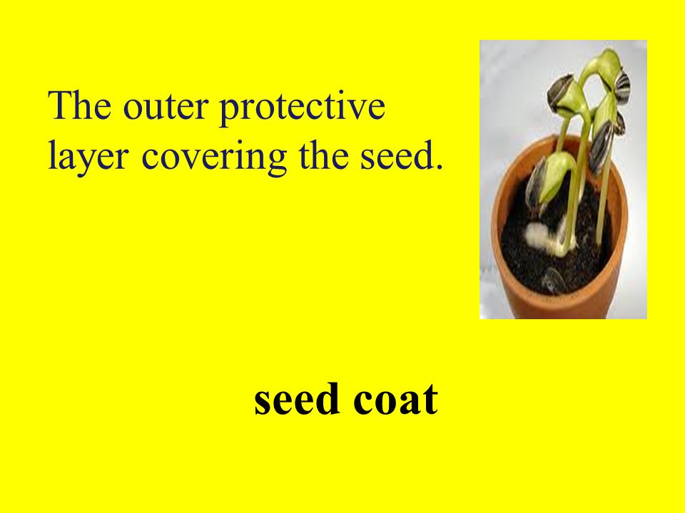 The outer protective layer covering the seed.