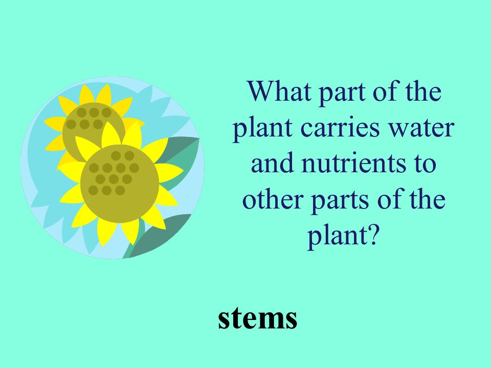 What part of the plant carries water and nutrients to other parts of the plant