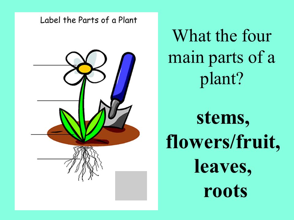 What the four main parts of a plant
