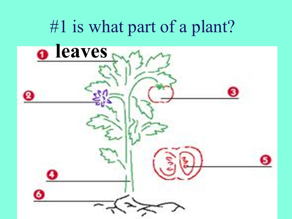 #1 is what part of a plant leaves