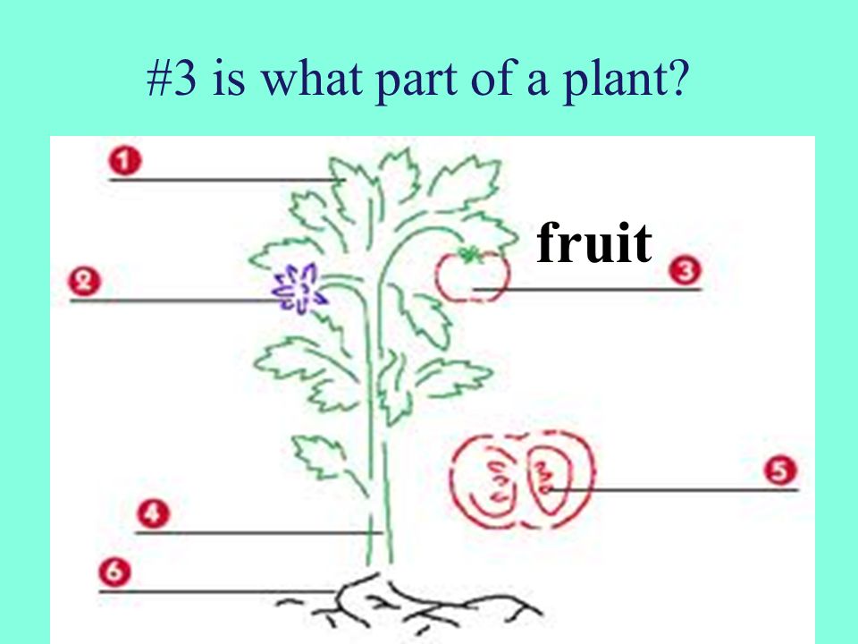 #3 is what part of a plant fruit