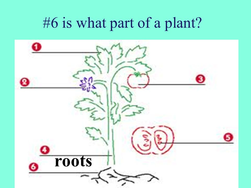 #6 is what part of a plant roots